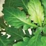 4 Manfaat Tak Disadari yang Ada Pada Daun Beluntas