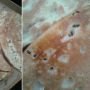 Ditemukan Kotoran Tikus di Pizza Ini