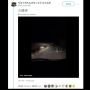 Kucing Ini Berhasil Bimbing Dua Lelaki Keluar dari Hutan