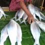 6 Manfaat Ikan Bandeng Untuk MPASI