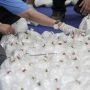 Sabu 1,6 Ton Itu Mau Dibawa ke Jawa