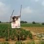 Agar Panennya Bagus, Petani Ini Pasang Poster Bintang Porno