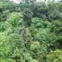 Sebelum Berhenti Jadi Menhut, Zulkifli Teken SK Pelepasan Hutan