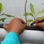 Manfaat Berkebun Hidroponik Untuk Menurunkan Stres