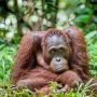 Sedihnya, Belasan Orangutan di Nyaru Menteng Terserang ISPA