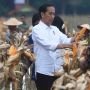 Jokowi Panen Jagung di Food Estate Keerom Papua, Lihat Hasilnya Belum Puas