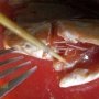 Ada Cacing Pita, BBPOM Larang Sarden Merek Mackerel Farmerjack