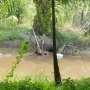 Dikira Tewas, Lelaki Ini Tidur di Sungai