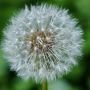 Zodiak Kesehatan Selasa 1 Juni 2021: Taurus, Coba Pelihara Hati dengan Dandelion Muda