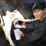 Senangnya AHY Putra SBY saat Kali Pertama Memeras Susu Sapi