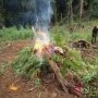 Ladang Ganja Seluas 2 Hektare Ditemukan di Bireuen Aceh