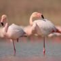 Asal Muasal Flamingo Berwarna Merah Muda