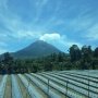 Sinabung Meletus, Penduduk Gagal Panen, Anak Putus Sekolah