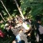 Intip Tetangga Lagi Intim di Kasur, Sukirno Malah Jatuh ke Jurang