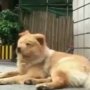 Mirip Hachiko, Anjing Ini Setia Menunggu Pemiliknya di Stasiun