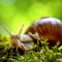 5 Manfaat Lendir Siput untuk Perawatan Kecantikan, Berani Coba?