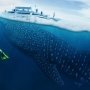 Madagaskar Menjadi Hotspot Whale Shark