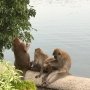 Monkey Business? Ada 8 Jurus untuk Mengatasinya