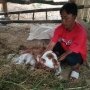 Ajaib! Anak Sapi Berkepala Dua Lahir di Wonogiri