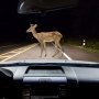 Ingin Menghalau Rusa? Jangan Pakai Lampu Sorot