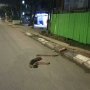 Jelang Sahur, Ular Piton 5 Meter Nyelonong ke Jalan Raya