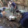 Buaya Peliharaan Lepas Sempat Bikin Warga Ciputat Kelabakan