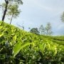 Kelewat Tajir, Wanita Ini Sewa Bukit Agar Anaknya Belajar Langsung di Alam