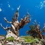 Tahukah Anda Ini Pohon Tertua di Dunia?