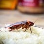 Makan di Restoran, Pria Ini Temukan Kecoak di Dasar Mangkuk Setelah Isinya Ludes