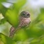 Dua Spesies Burung Baru Teridentifikasi di Indonesia