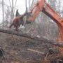 Orangutan Kalimantan Lawan Buldoser Ini Disorot Media Asing