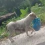 Masyarakat Kolaka Utara Was-was Setelah 12 Warga Digigit Anjing Liar