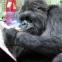 Koko, Gorila yang Bisa Bicara dengan Bahasa Isyarat, Mati
