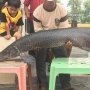 Heboh, Ikan Predator dari Sungai Amazon Masuk Jawa Timur