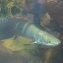 Bikin Heboh Warganet, Ikan Ganas dari Amazon Terdampar di Danau Sabah