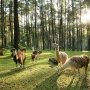 Pilkada Jatim 2018, Taman Safari Prigen Potong Harga