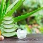 Tanam Lidah Buaya di Rumah Manfaatnya Segudang, Intip Yuk!