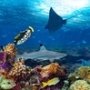 Jari Lucifer, Kerang Langka nan Mahal yang Hidup di Laut Lepas