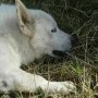 Viral! Anjing Ini Rela Mati Kesetrum Demi Selamatkan Sang Majikan