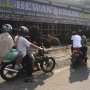 Kantong Kresek Berwarna Dilarang untuk Bungkus Daging Kurban