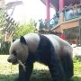 Cai Tao Jadi Panda Terfavorit di Dunia