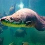8 Fakta Menarik Ikan Arapaima, Monster Air Tawar yang Aslinya dari Sungai Amazon