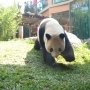 Insiden Mencekam Festival Es China, Panda Raksasa Nyaris Terkam Pengunjung