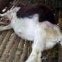 Perkosa Kambing Tetangga, Pelaku: Saya Tak Memaksa, Suka Sama Suka
