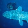 10 Fakta Ikan Coelacanth, Spesies Langka yang Ditemukan di Gorontalo Punya Indera Listrik