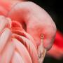 Unik, Danau Ini Diserbu Jutaan Flamingo!