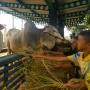 Bukan Limousin, Jokowi Pilih Sapi Benggala Untuk Kurban di MAJT