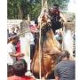 Mau Jadi Kurban, Sapi Jumadi Akhiri Hidup Nyemplung Sumur