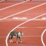 Aksi Kucing di Arena Pertandingan Atletik SUGBK