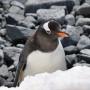 Salju di Antartika Mencair, Ilmuwan Temukan Mumi Penguin Purba